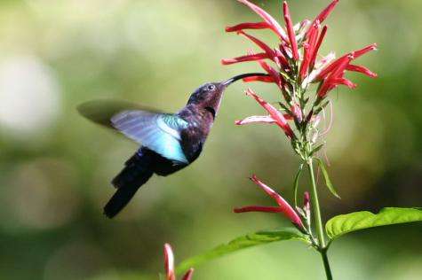 How the hummingbird’s tongue really works (w/ video)