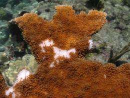 Human sewage kills imperiled coral: study 