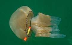 Hunting jellyfish threaten fish stocks