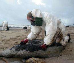 Hydrocarbon pollution along the coast of Galicia shot up five years after the Prestige oil spill