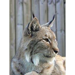 Iberian lynx not doomed by its genetics