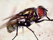 Identifying the origin of the fly