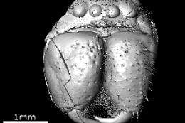Imaging technology reveals intricate details of 49 million-year-old spider
