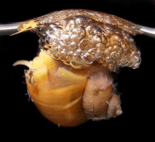 In bubble-rafting snails, the eggs came first