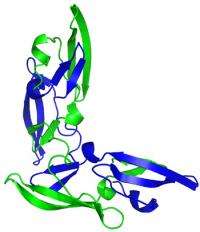 Increasing the Potency of HIV-Battling Proteins