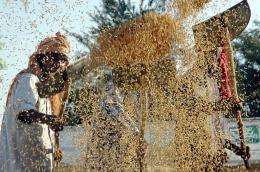 Indian farm labourers use shovels as they separate grains of rice from the husk at a grain market in Amritsar in 2005