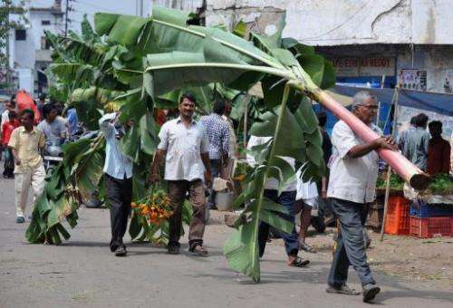 Indian men buy banana leaves at a market in Hyderabad this week on the eve of Diwali, the festival of lights