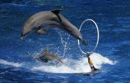 Indonesia said it would consider rehabilitating captive dolphins