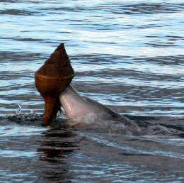 Ingenious fishing method may be spreading through dolphins