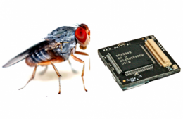 Inspired by insect intelligence