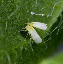 Instant evolution in whiteflies: Just add bacteria