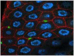 Intestinal stem cells respond to food by supersizing the gut