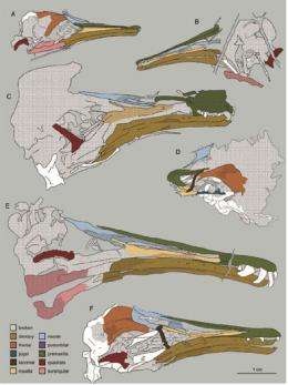 IVPP scientists reveal the skull of extinct birds