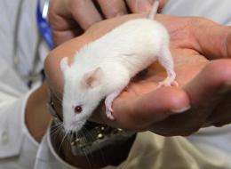 Japanese bio engineers have succeeded in growing a tooth from cells implanted into a mouse kidney