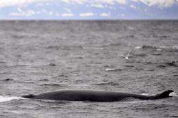Japanese whale hunters have found traces of radioactive caesium in two Minke whales recently harpooned off its shores