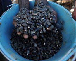 Jatropha seed oil can be used as a diesel oil substitution
