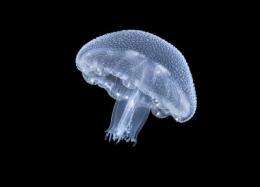 Jellyfish replacing fish in over-exploited areas