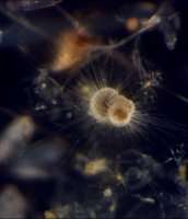 Plankton fossils tell tale of evolution and extinction