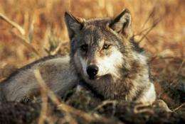 Judge blocks deal on protections for wolves (AP)