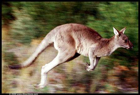 Motion-capture helping reveal how kangaroos hop