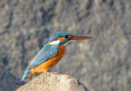 Kingfisher sets European migration record