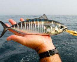 Study helps assess global status of tuna and billfish stocks