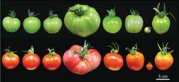 Know your tomatoes