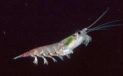 Krill found to have hidden depths