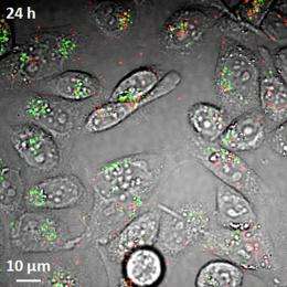 'Label-free' imaging tool tracks nanotubes in cells, blood for biomedical research