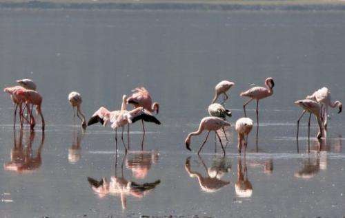 Lake Natron has a maximum depth of 50 centimetres (20 inches) and lies at the foot of a volcano