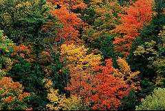 La Nina may dampen fall leaf colors