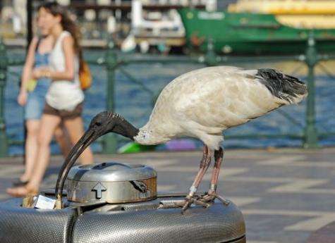 Large colonies of the white, long-beaked native ibis stalk the garbage bins of Sydney