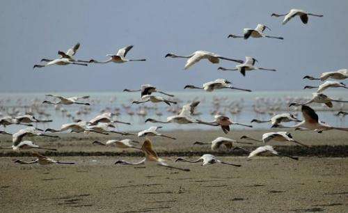 Lesser flamingoes fly over Tanzania's Lake Natron