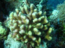 Limited iron availability shown to exacerbate coral bleaching