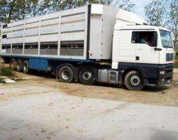 Livestock also suffer traffic accidents during transport 