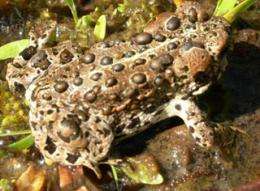 Livestock grazing not to blame for Yosemite toad decline