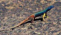 Lizard uses UV signals to ward off rivals