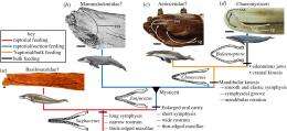 Researcher finds missing link between ancient toothed whales and modern baleen whales