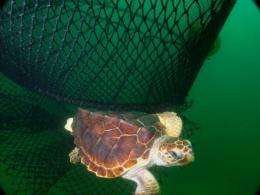 Loggerhead turtle near fishing nets