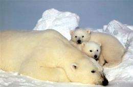 Long-distance swims may cause polar bear problems (AP)