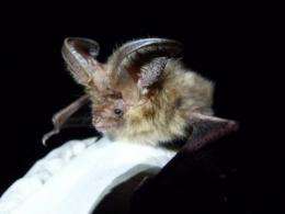 'Lost' bats found breeding on Scilly