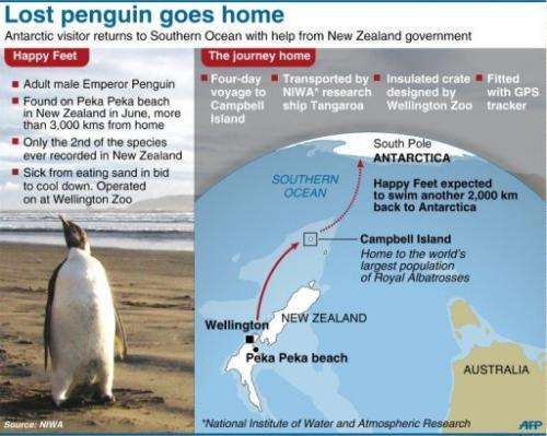 Lost penguin goes home