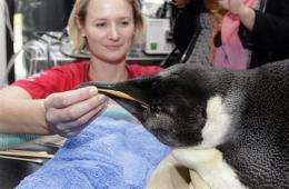 Lost penguin more lively, eating fish post-surgery (AP)