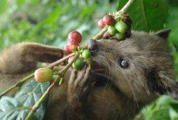 Luwak coffeee beans come from the ripest fruit eaten by a cat-like creature called the civet cat