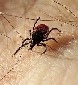 Lyme disease -- why do some fare better than others?