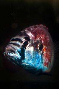 Male African cichlid fish go from 'zero to 60' when mating calls, Stanford researchers find