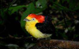 Manakins, birds of tropical forests, cooperate for common goal