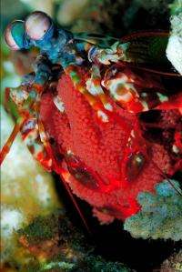 Mantis Shrimp Eye Could Improve High-Definition CDs, DVDs
