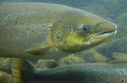Mapping immune genes in salmon