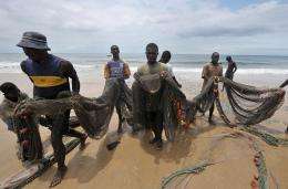Massive piles of seaweed have washed ashore along Sierra Leone's coastline, raising fears for the fishing industry